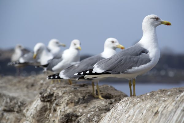 seagulls_1920